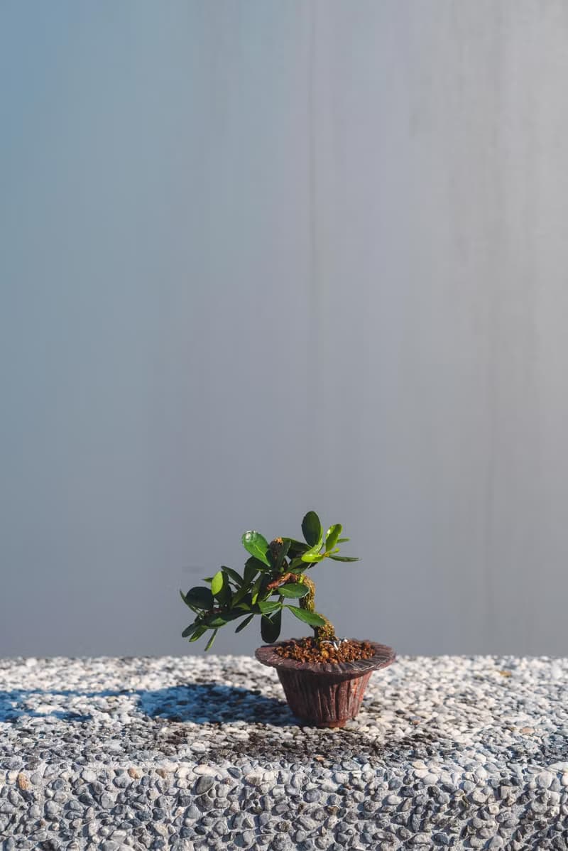 迷你牛港刺盆栽 迷你植栽 牛港刺豆盆栽配手工盆 送禮盆栽 文人樹