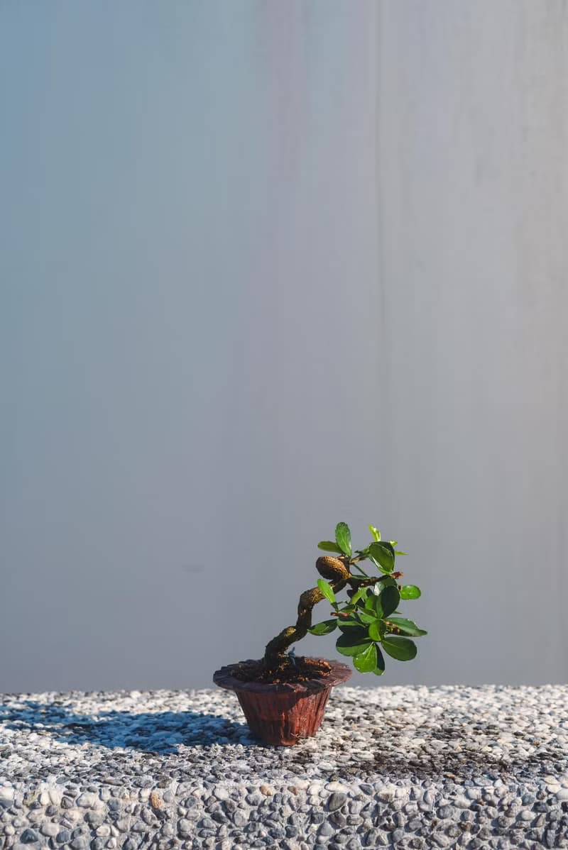 迷你牛港刺盆栽 迷你植栽 牛港刺豆盆栽配手工盆 送禮盆栽 文人樹