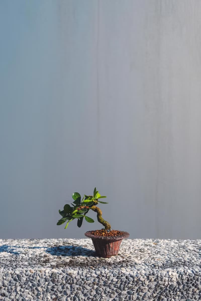迷你牛港刺盆栽 迷你植栽 牛港刺豆盆栽配手工盆 送禮盆栽 文人樹