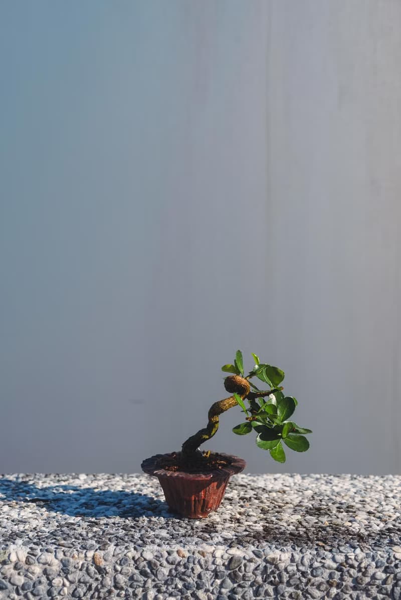 迷你牛港刺盆栽 迷你植栽 牛港刺豆盆栽配手工盆 送禮盆栽 文人樹