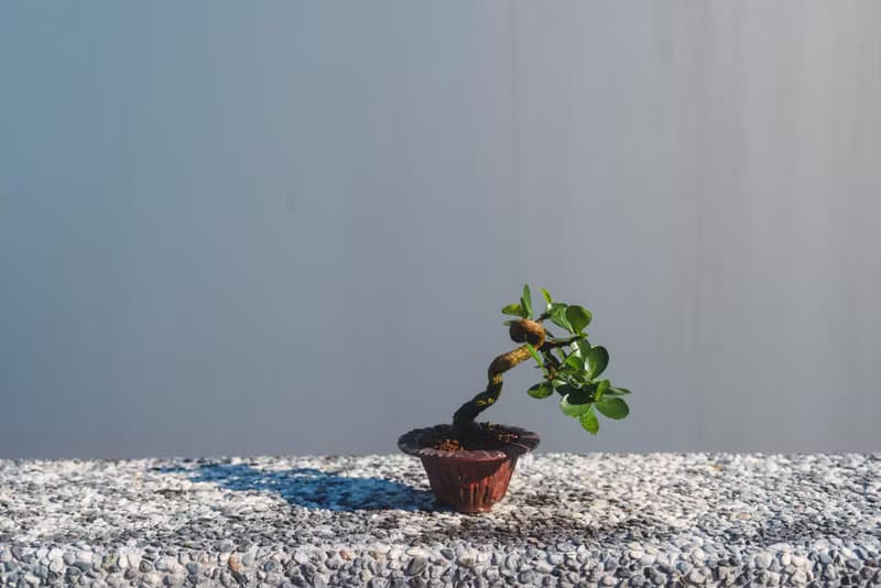 迷你牛港刺盆栽 迷你植栽 牛港刺豆盆栽配手工盆 送禮盆栽 文人樹