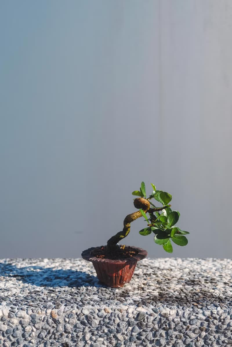 迷你牛港刺盆栽 迷你植栽 牛港刺豆盆栽配手工盆 送禮盆栽 文人樹