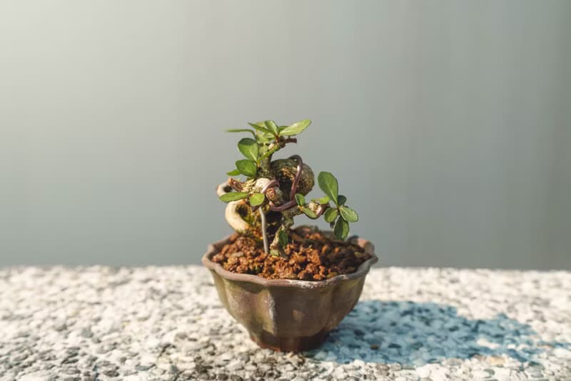 迷你露根牛港刺盆栽 小葉品種精緻盆景 迷你植栽 牛港刺豆盆栽