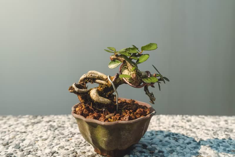迷你露根牛港刺盆栽 小葉品種精緻盆景 迷你植栽 牛港刺豆盆栽