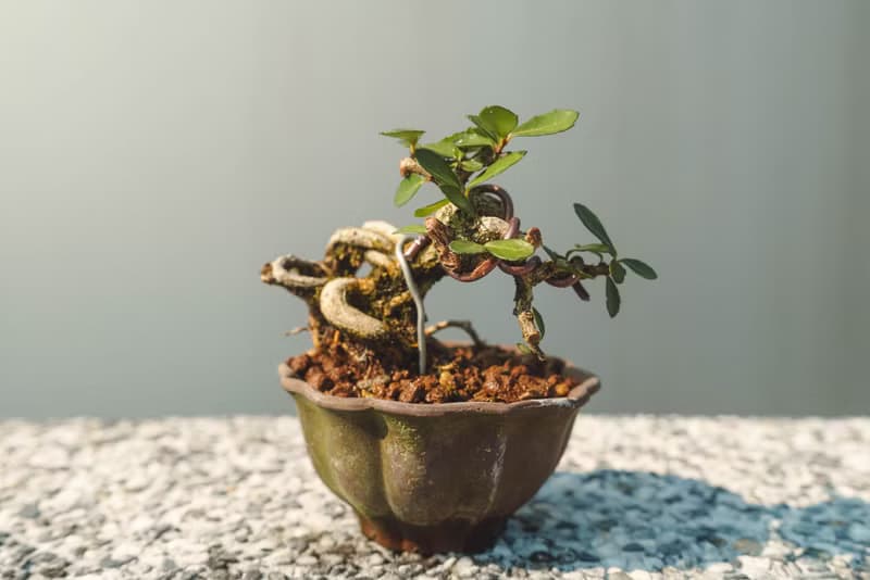 迷你露根牛港刺盆栽 小葉品種精緻盆景 迷你植栽 牛港刺豆盆栽