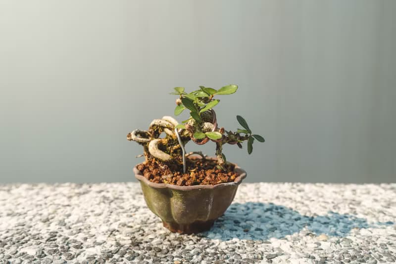 迷你露根牛港刺盆栽 小葉品種精緻盆景 迷你植栽 牛港刺豆盆栽