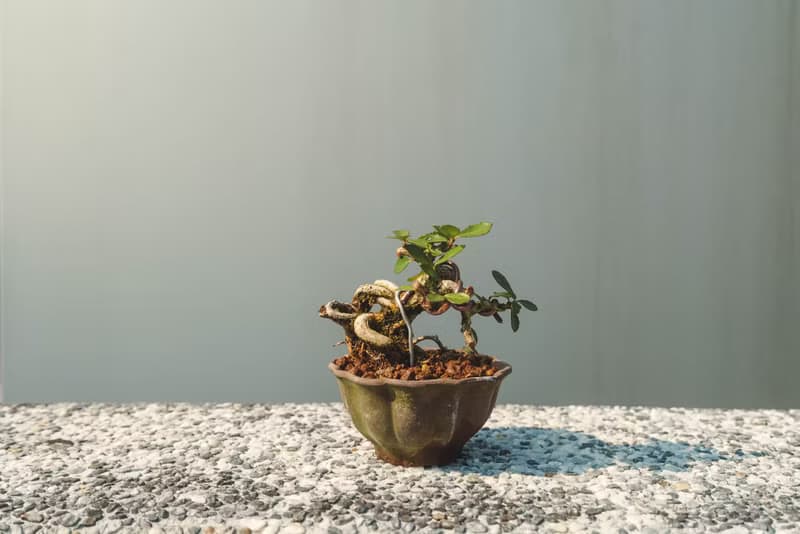 迷你露根牛港刺盆栽 小葉品種精緻盆景 迷你植栽 牛港刺豆盆栽