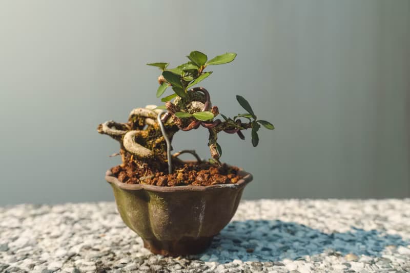 迷你露根牛港刺盆栽 小葉品種精緻盆景 迷你植栽 牛港刺豆盆栽