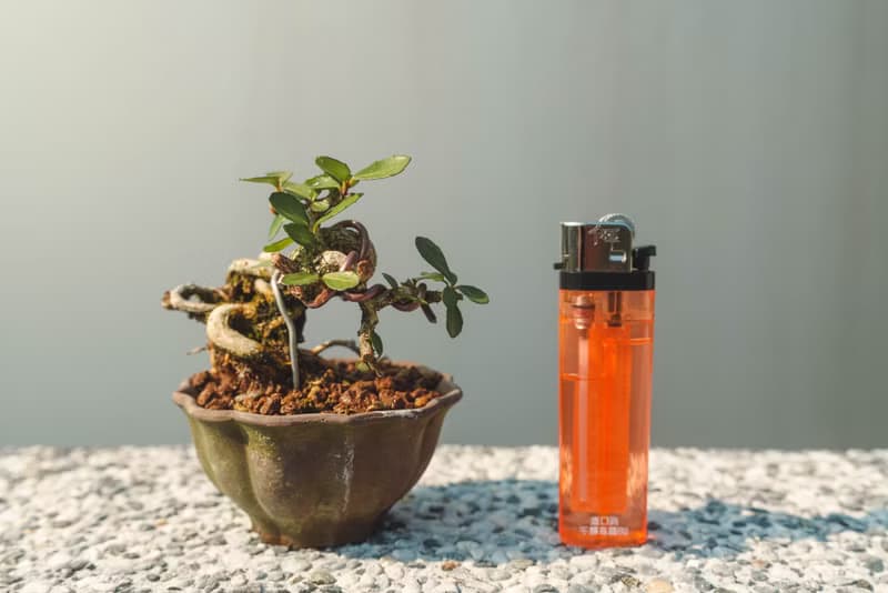 迷你露根牛港刺盆栽 小葉品種精緻盆景 迷你植栽 牛港刺豆盆栽