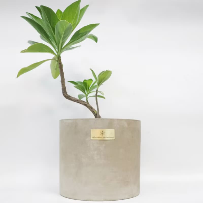 開幕賀禮、新居落成│中型景觀植栽│白水木