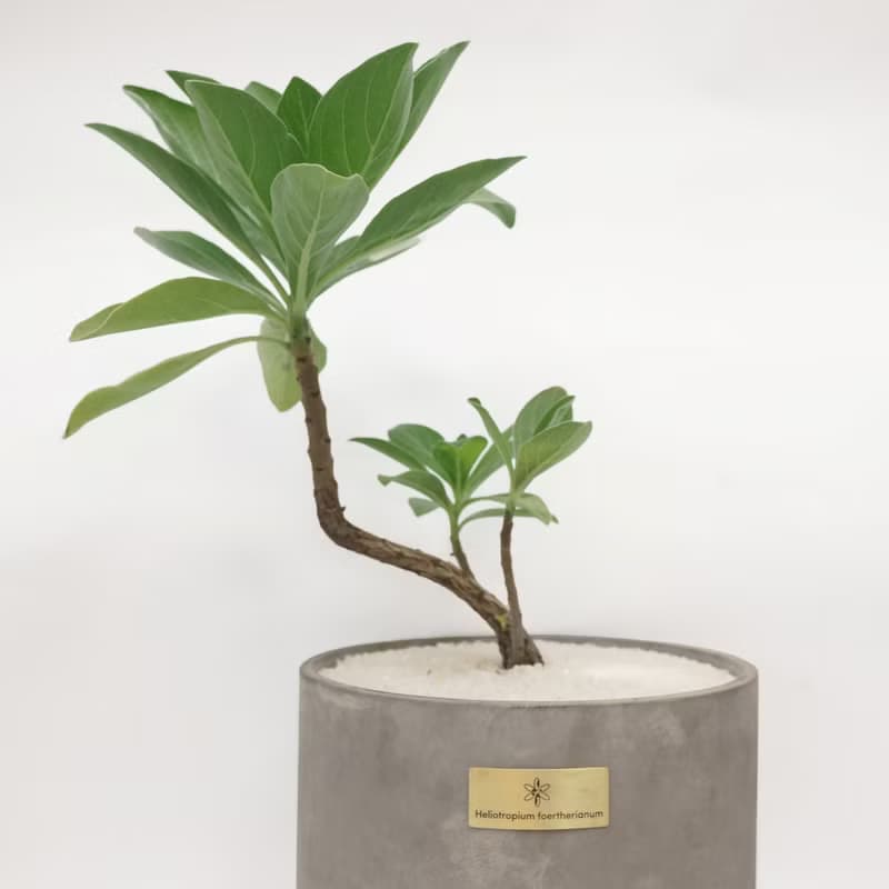 開幕賀禮、新居落成│中型景觀植栽│白水木