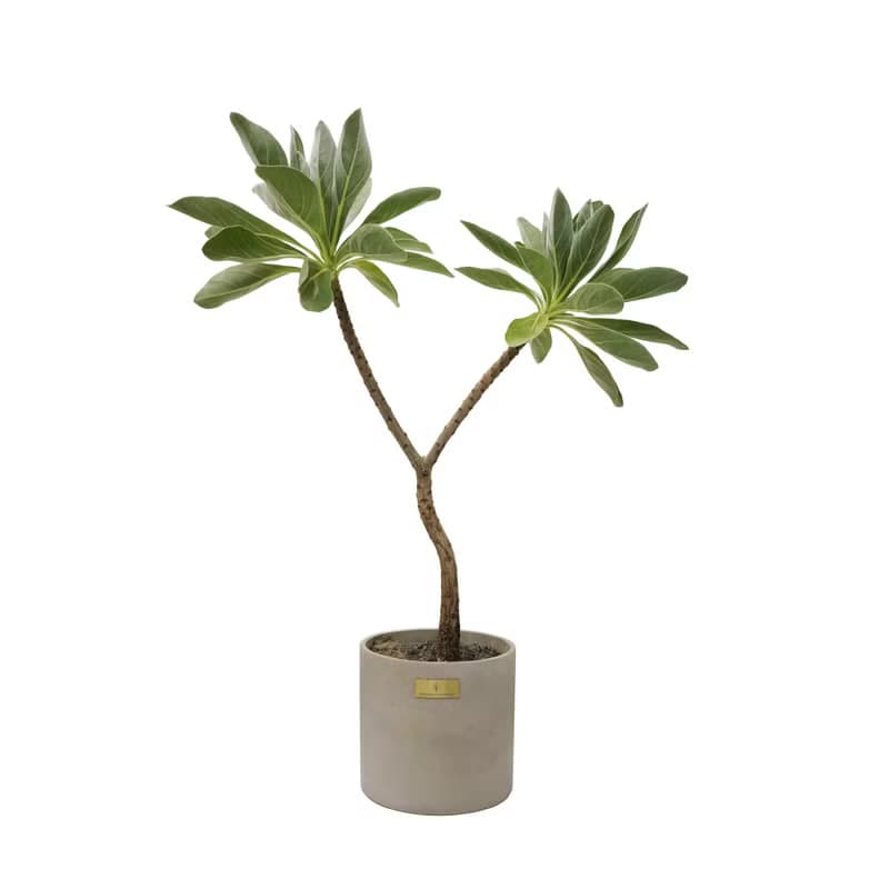 開幕賀禮、新居落成│中型景觀植栽│白水木