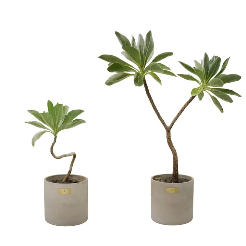 開幕賀禮、新居落成│中型景觀植栽│白水木