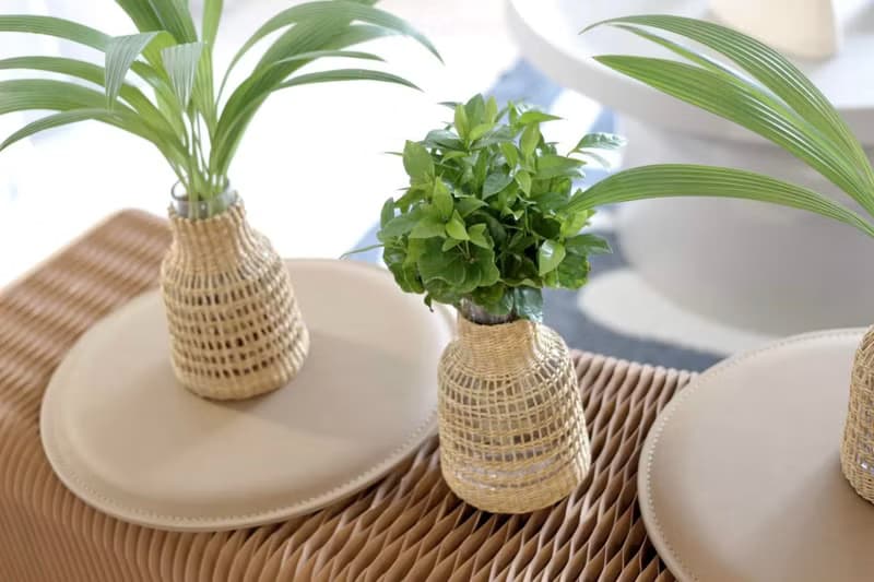 水培植栽│咖啡苗_室內植物 辦公室盆栽 空間布置