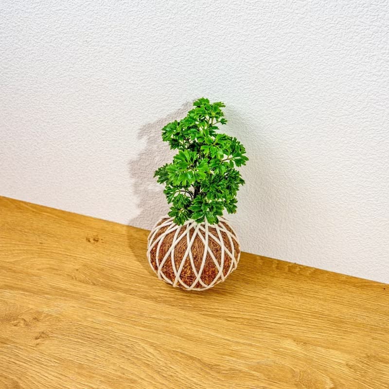 苔球植物 羽葉福祿桐苔球 苔玉 禮物 送禮 桌上盆栽