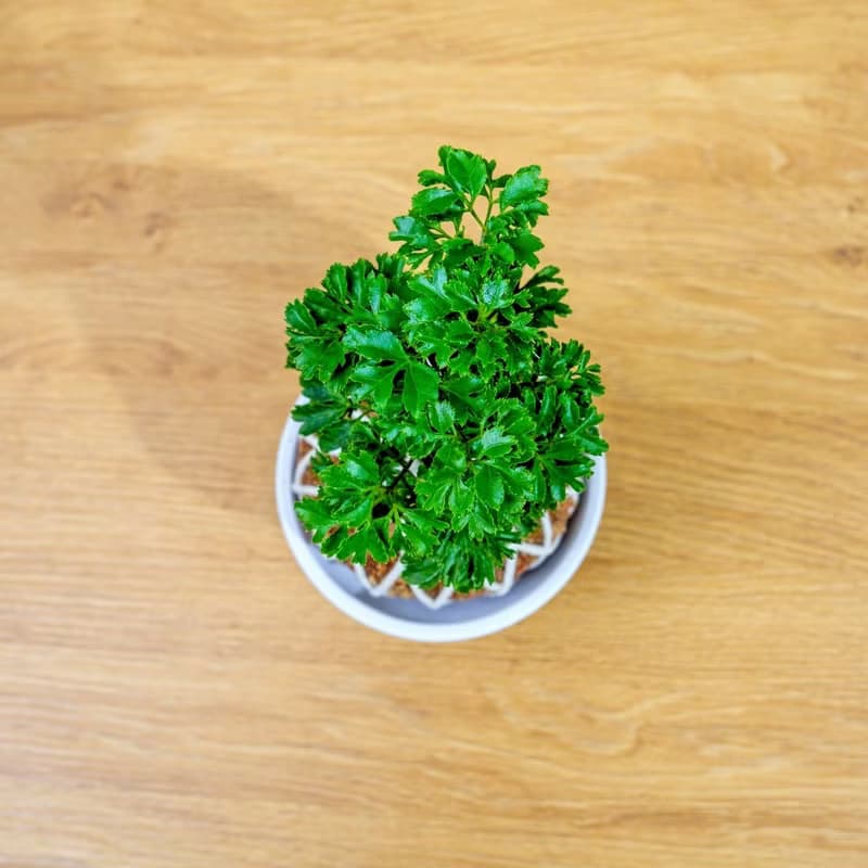 苔球植物 羽葉福祿桐苔球 苔玉 禮物 送禮 桌上盆栽