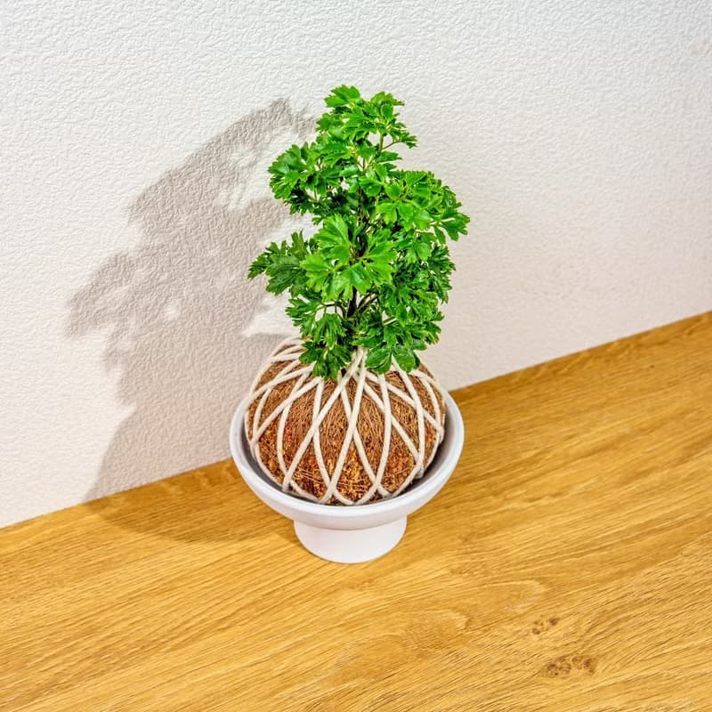 苔球植物 羽葉福祿桐苔球 苔玉 禮物 送禮 桌上盆栽