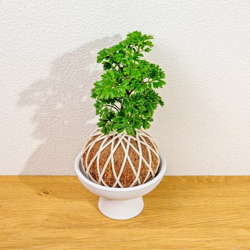 苔球植物 羽葉福祿桐苔球 苔玉 禮物 送禮 桌上盆栽