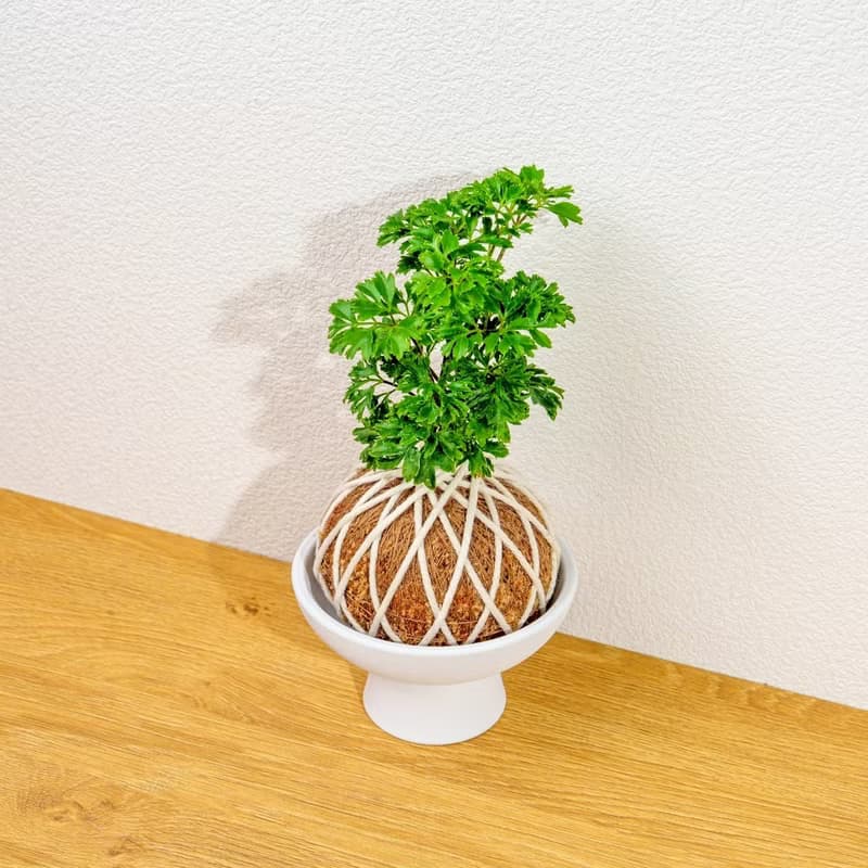 苔球植物 羽葉福祿桐苔球 苔玉 禮物 送禮 桌上盆栽