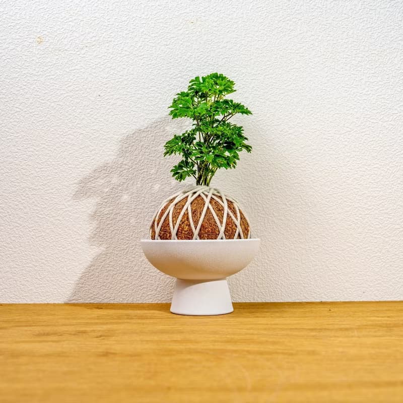 苔球植物 羽葉福祿桐苔球 苔玉 禮物 送禮 桌上盆栽