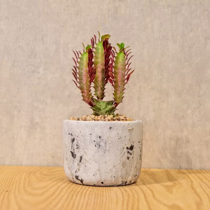 彩雲閣 潑墨水泥小盆栽  桌上型室內植物推薦 辦公室植栽