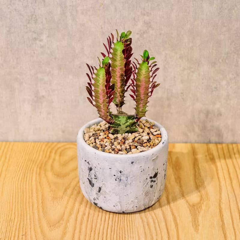 彩雲閣 潑墨水泥小盆栽  桌上型室內植物推薦 辦公室植栽