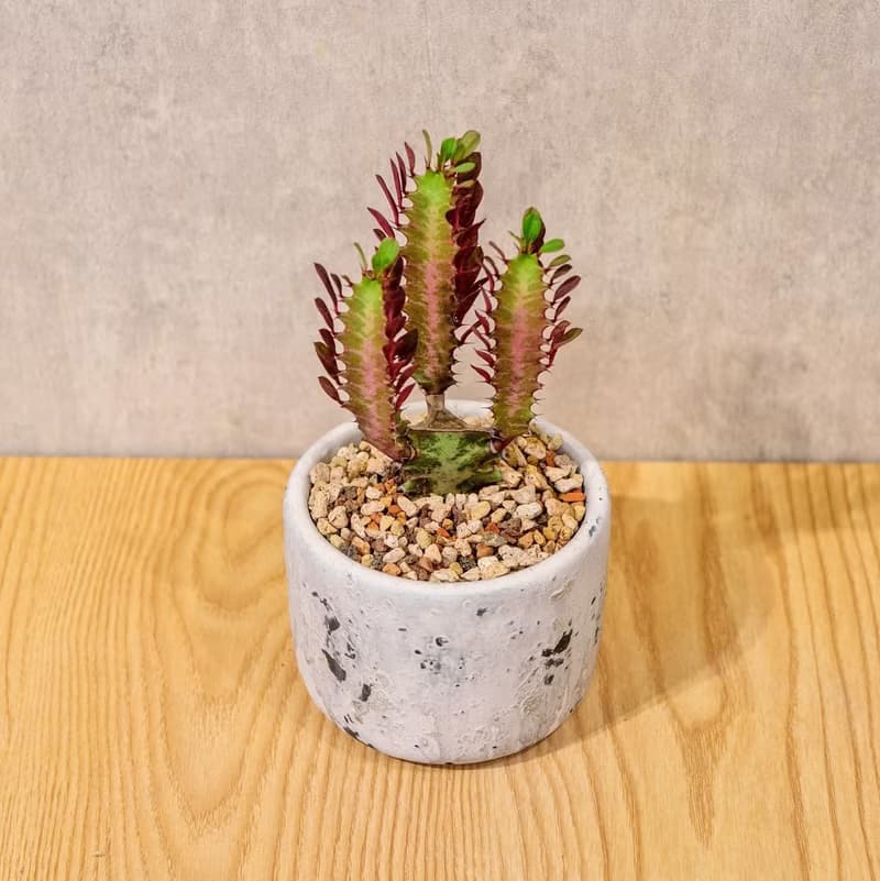 彩雲閣 潑墨水泥小盆栽  桌上型室內植物推薦 辦公室植栽