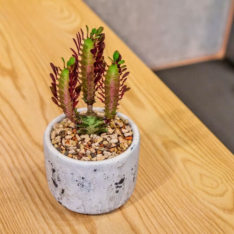 彩雲閣 潑墨水泥小盆栽  桌上型室內植物推薦 辦公室植栽