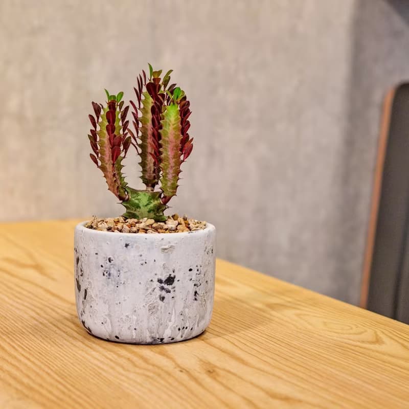 彩雲閣 潑墨水泥小盆栽  桌上型室內植物推薦 辦公室植栽