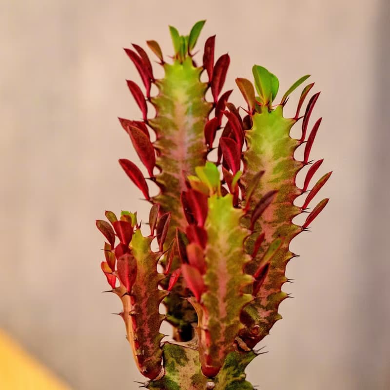 彩雲閣 潑墨水泥小盆栽  桌上型室內植物推薦 辦公室植栽