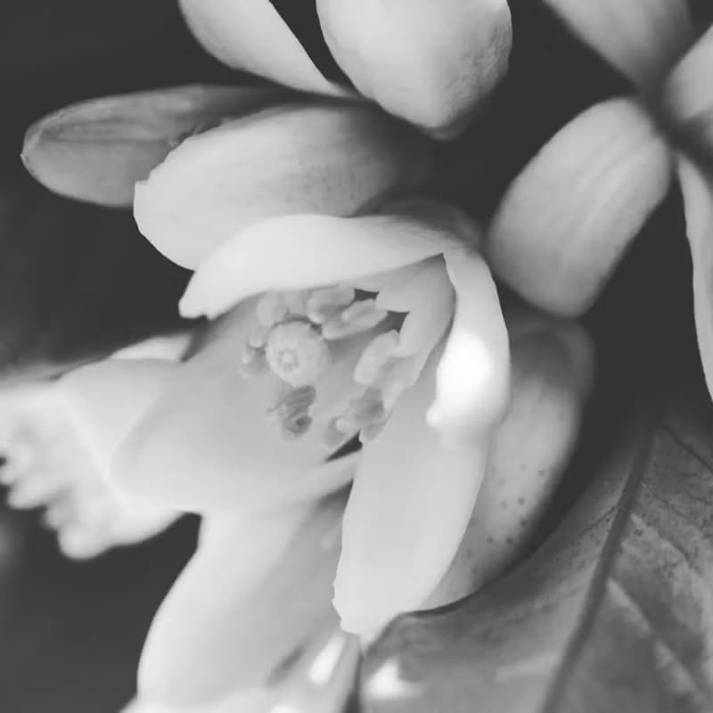 PERPETUA 固態香水 - Fulton & Roark 總代理