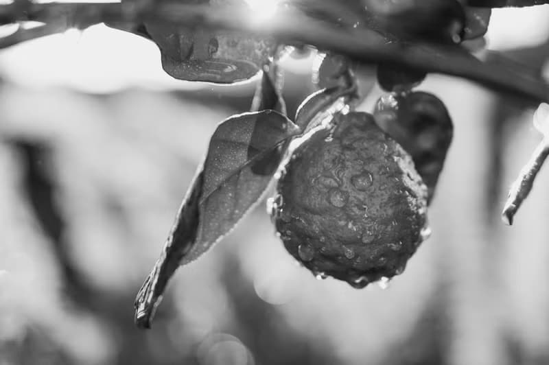 PERPETUA 固態香水 - Fulton & Roark 總代理