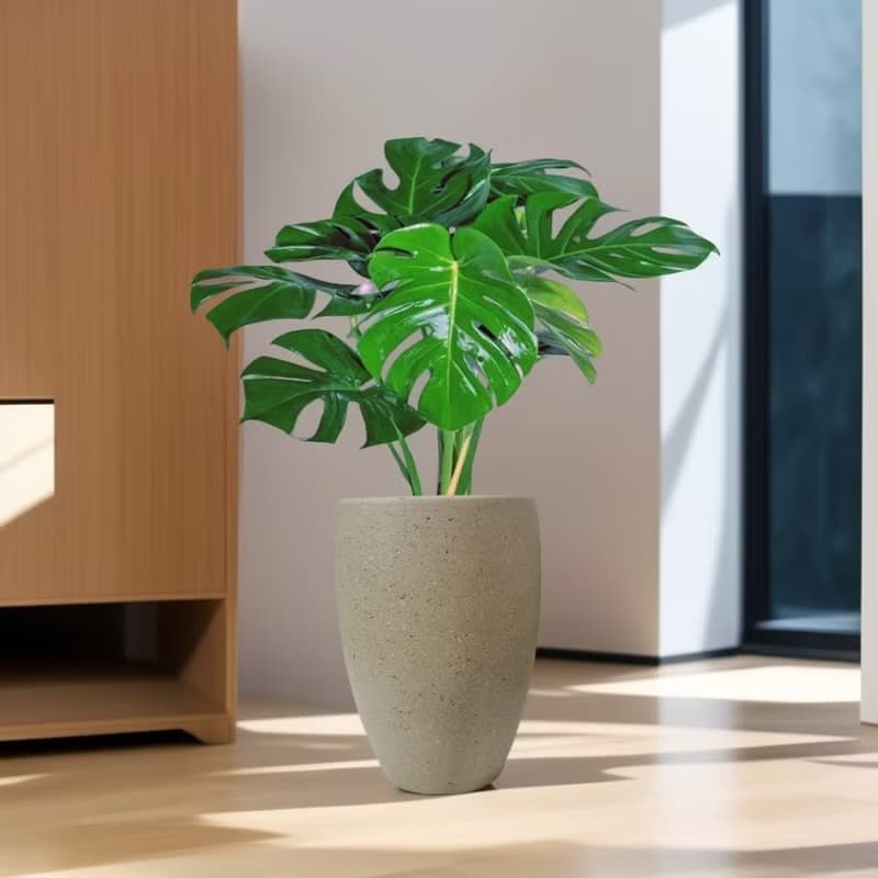 龜背芋水泥盆栽 拿鐵棕磨石子花盆 落地盆栽 大盆栽 開幕送禮