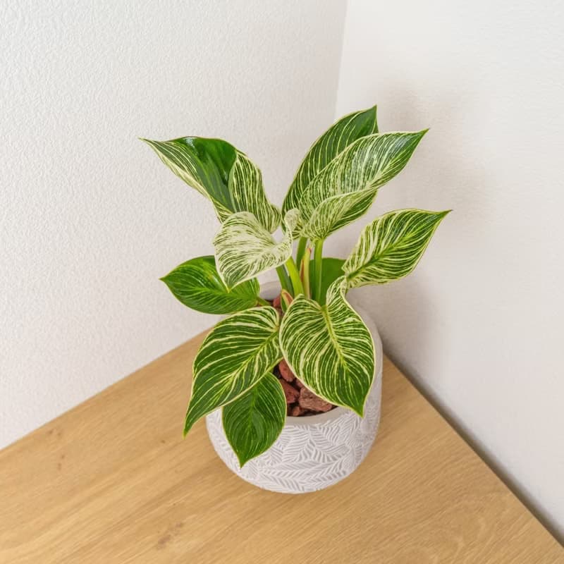 鉑金蔓綠絨 中樹葉紋 水泥盆栽 開幕送禮 喬遷禮物 植栽 盆栽