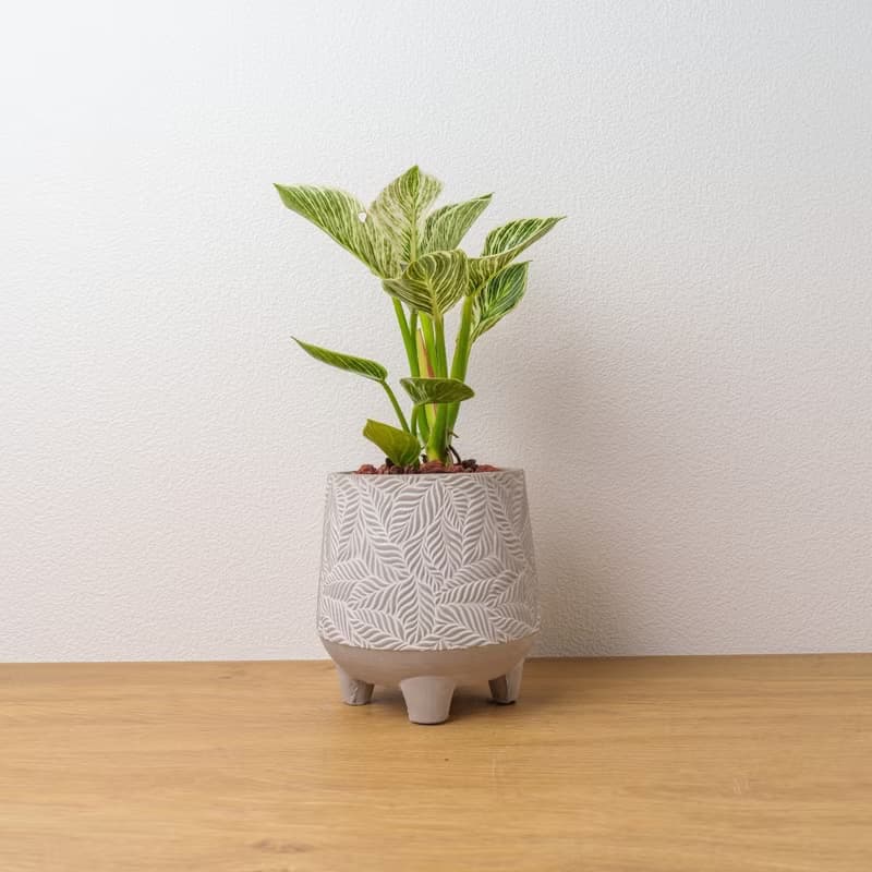 鉑金蔓綠絨 中樹葉紋 水泥盆栽 開幕送禮 喬遷禮物 植栽 盆栽