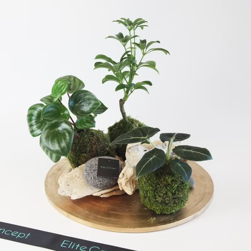 圓盤苔球盆栽 / 桌上盆栽