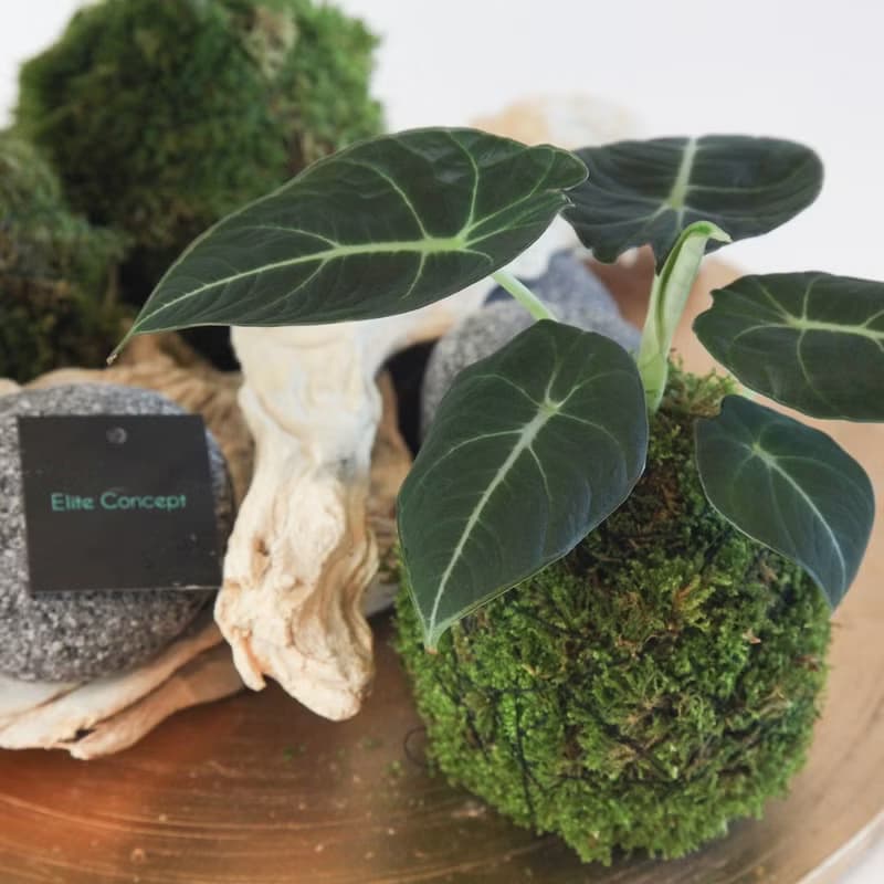 圓盤苔球盆栽 / 桌上盆栽