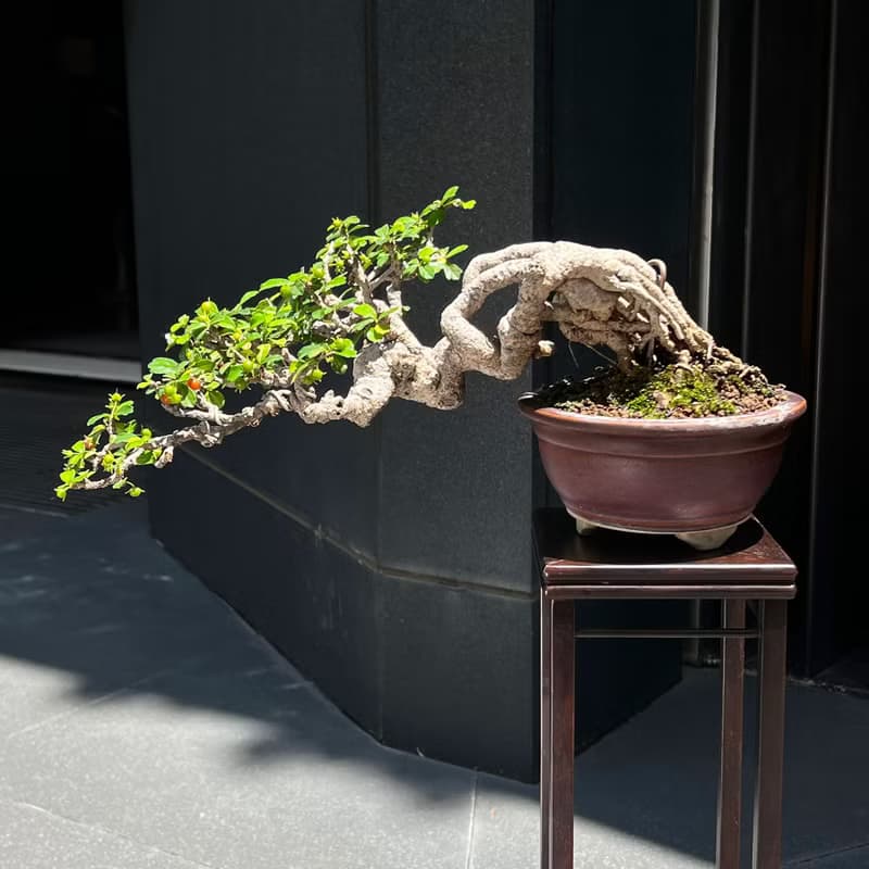 半懸崖福建茶∣中品露根盆景 結果中