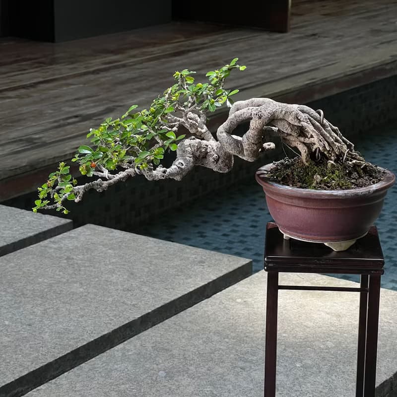 半懸崖福建茶∣中品露根盆景 結果中
