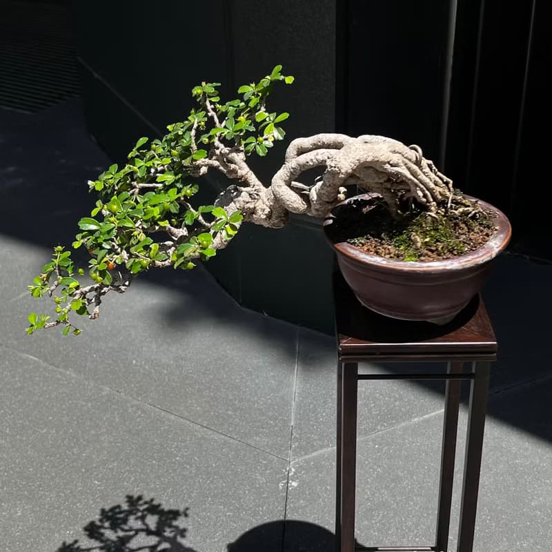 半懸崖福建茶∣中品露根盆景 結果中