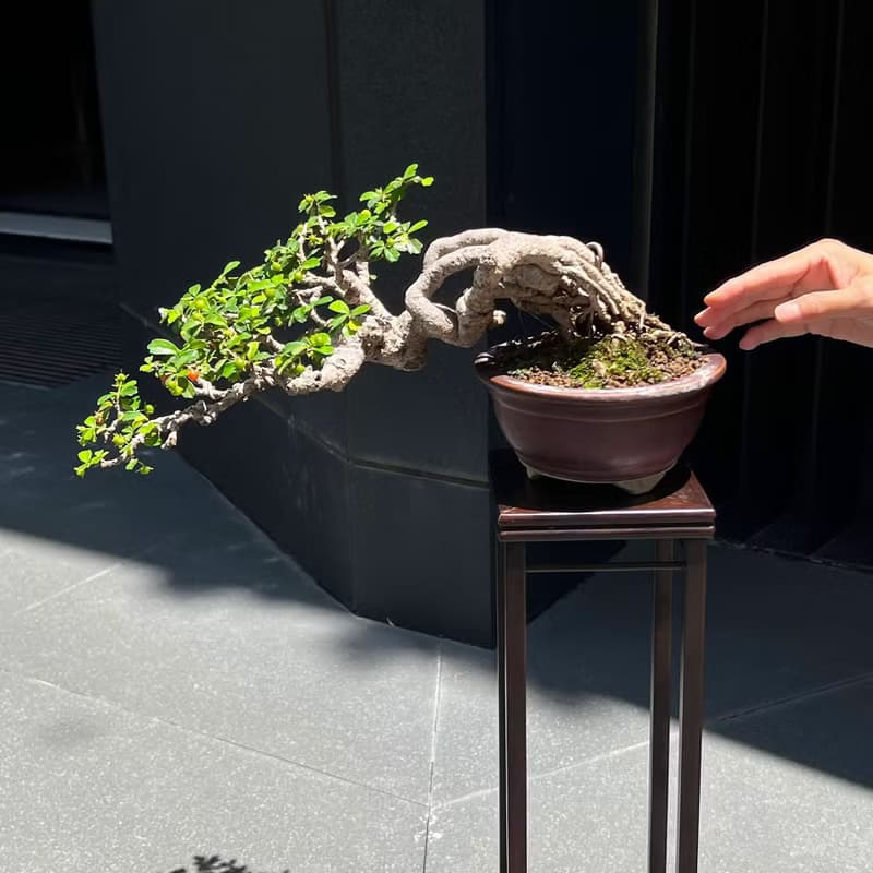 半懸崖福建茶∣中品露根盆景 結果中