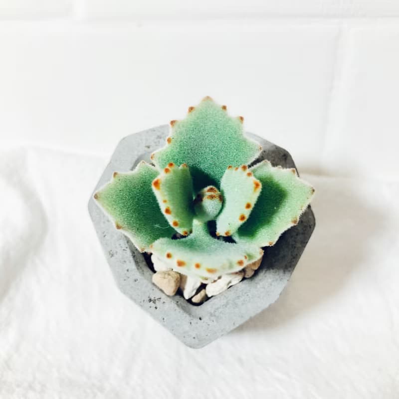 純粹系列-心型泥盆/工業灰