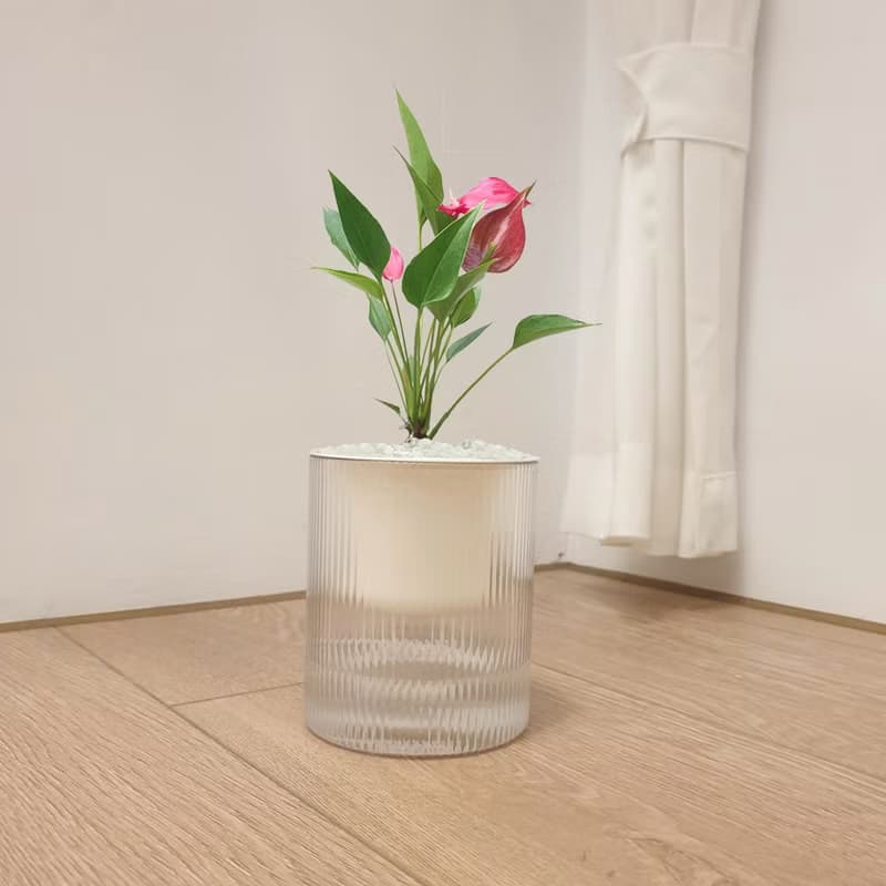 植栽 室內盆栽 火鶴花 無印風盆栽