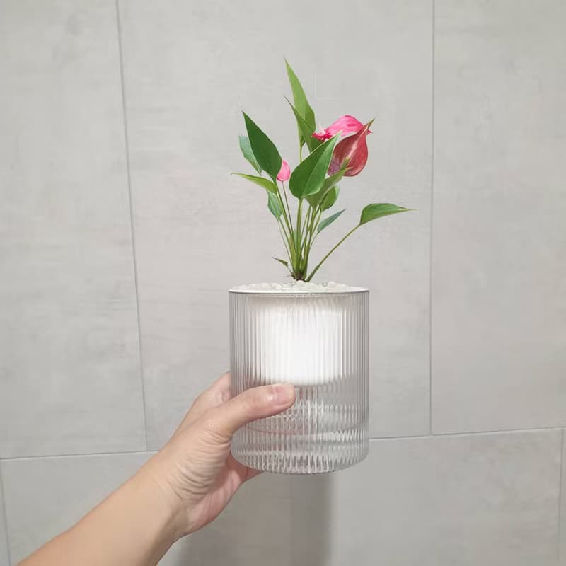 植栽 室內盆栽 火鶴花 無印風盆栽