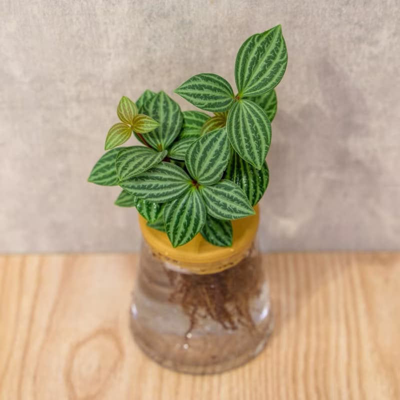 白脈椒草 三角水耕盆栽 室內植物 觀葉植物 禮物 水培