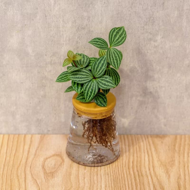 白脈椒草 三角水耕盆栽 室內植物 觀葉植物 禮物 水培