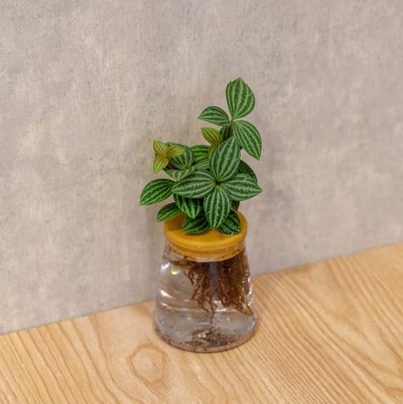 白脈椒草 三角水耕盆栽 室內植物 觀葉植物 禮物 水培
