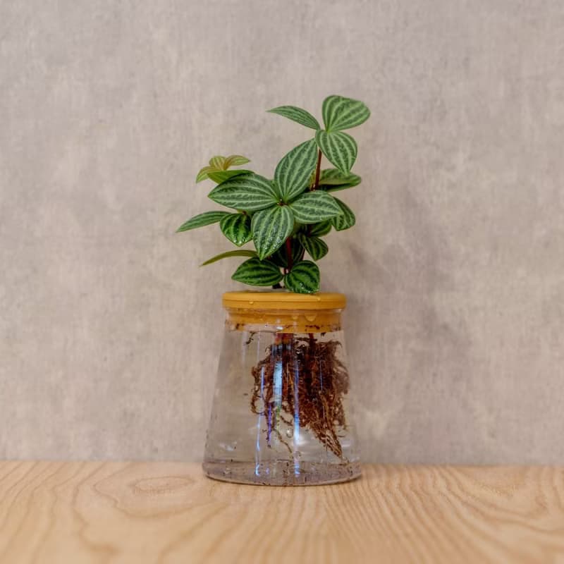 白脈椒草 三角水耕盆栽 室內植物 觀葉植物 禮物 水培