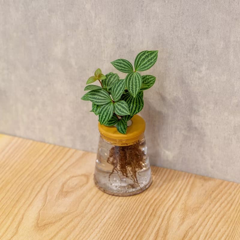 白脈椒草 三角水耕盆栽 室內植物 觀葉植物 禮物 水培
