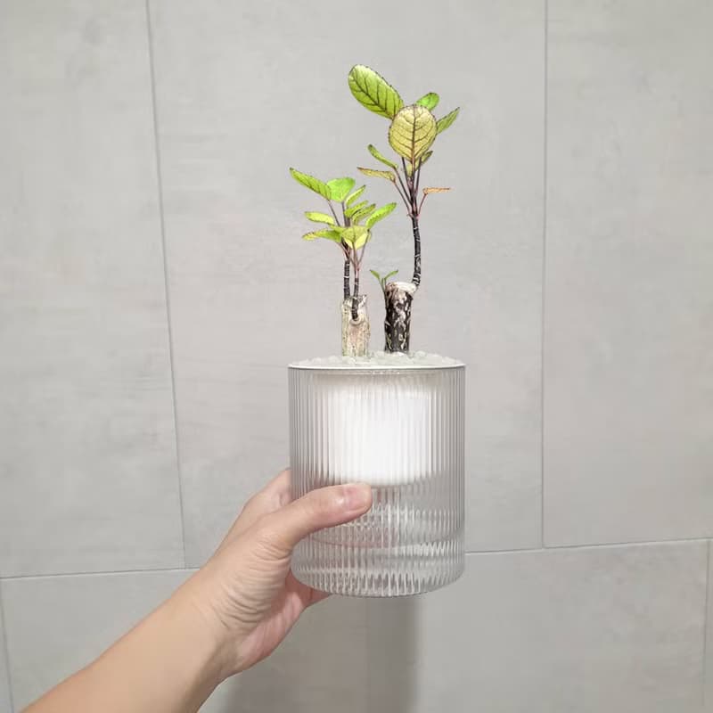 植栽 室內盆栽 虹玉福祿桐 吸水盆栽